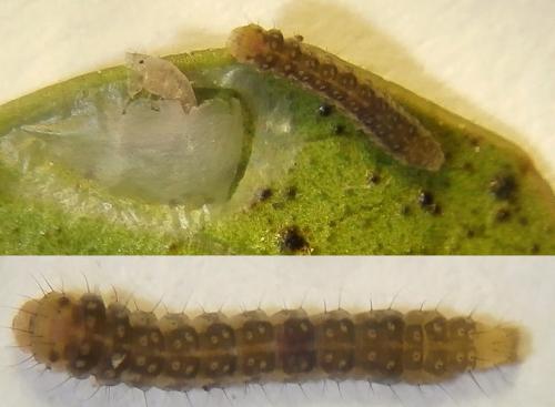 Réf. 226 430 : Bucculatrix alaternella